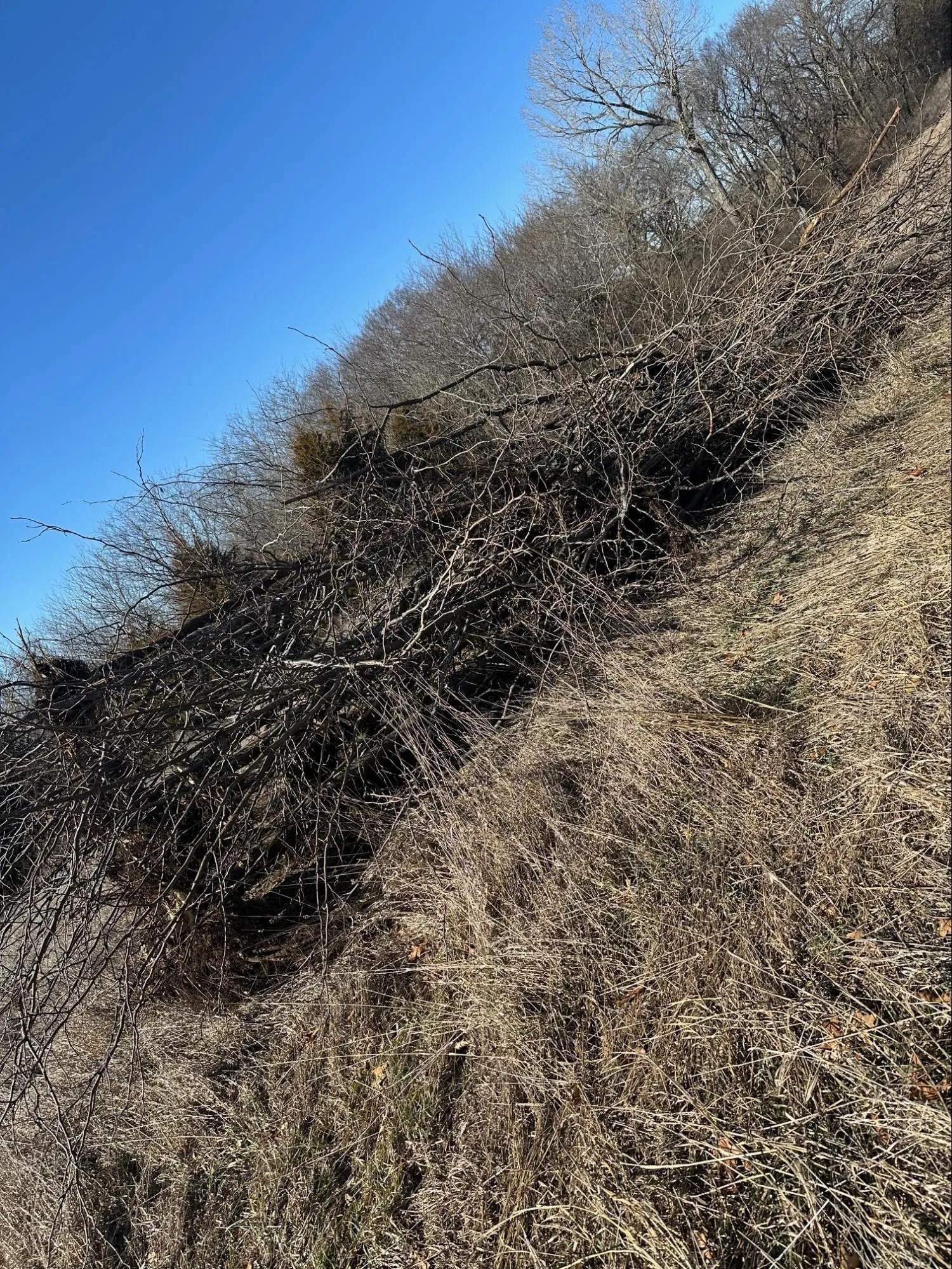 Land clearing and site preparation before and after