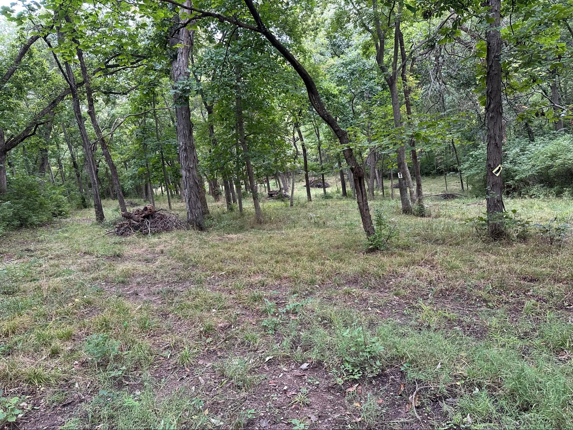 Land Clearing project photo 2 by Callico Development Group
