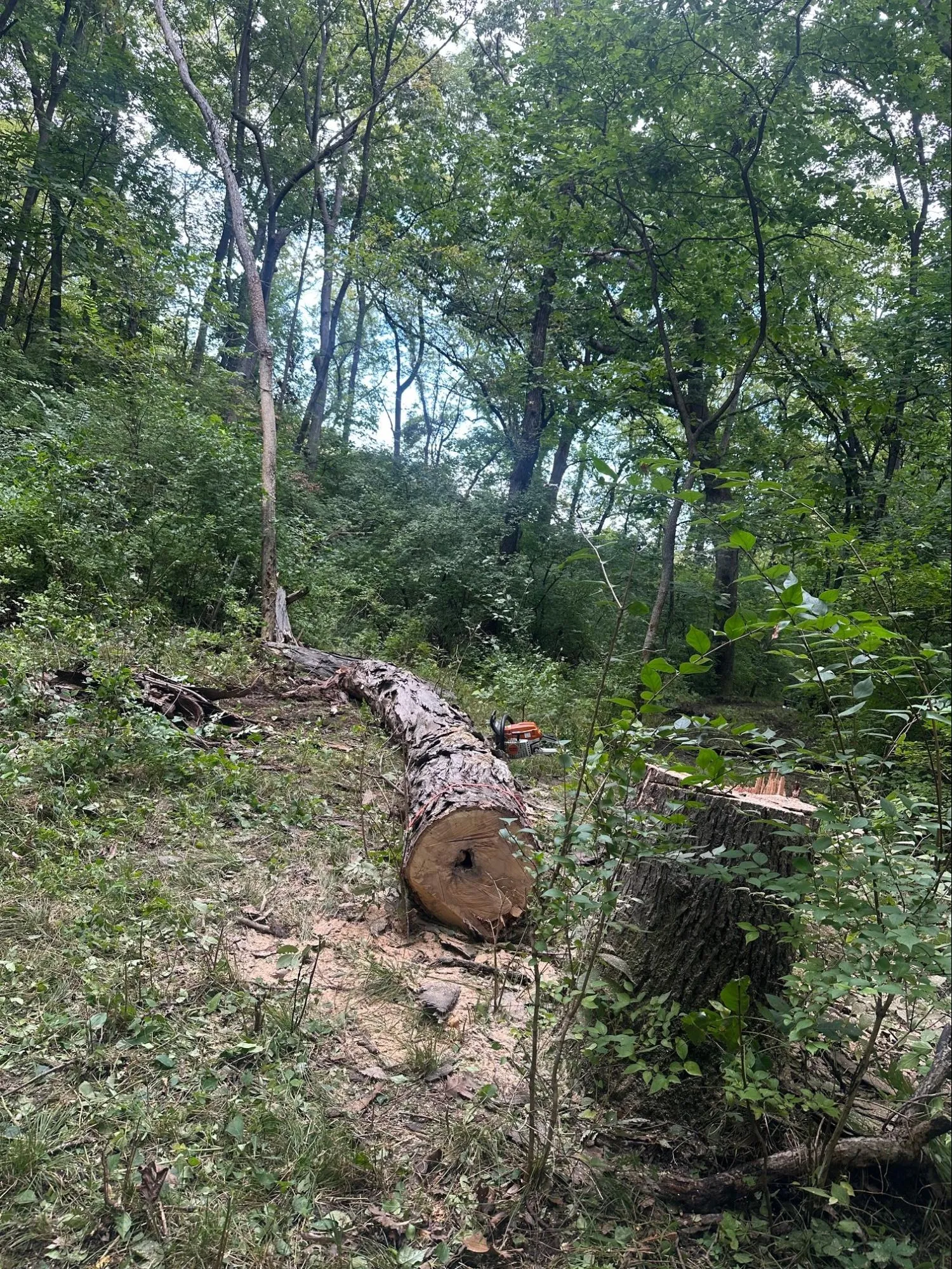 Land Clearing project photo 3 by Callico Development Group