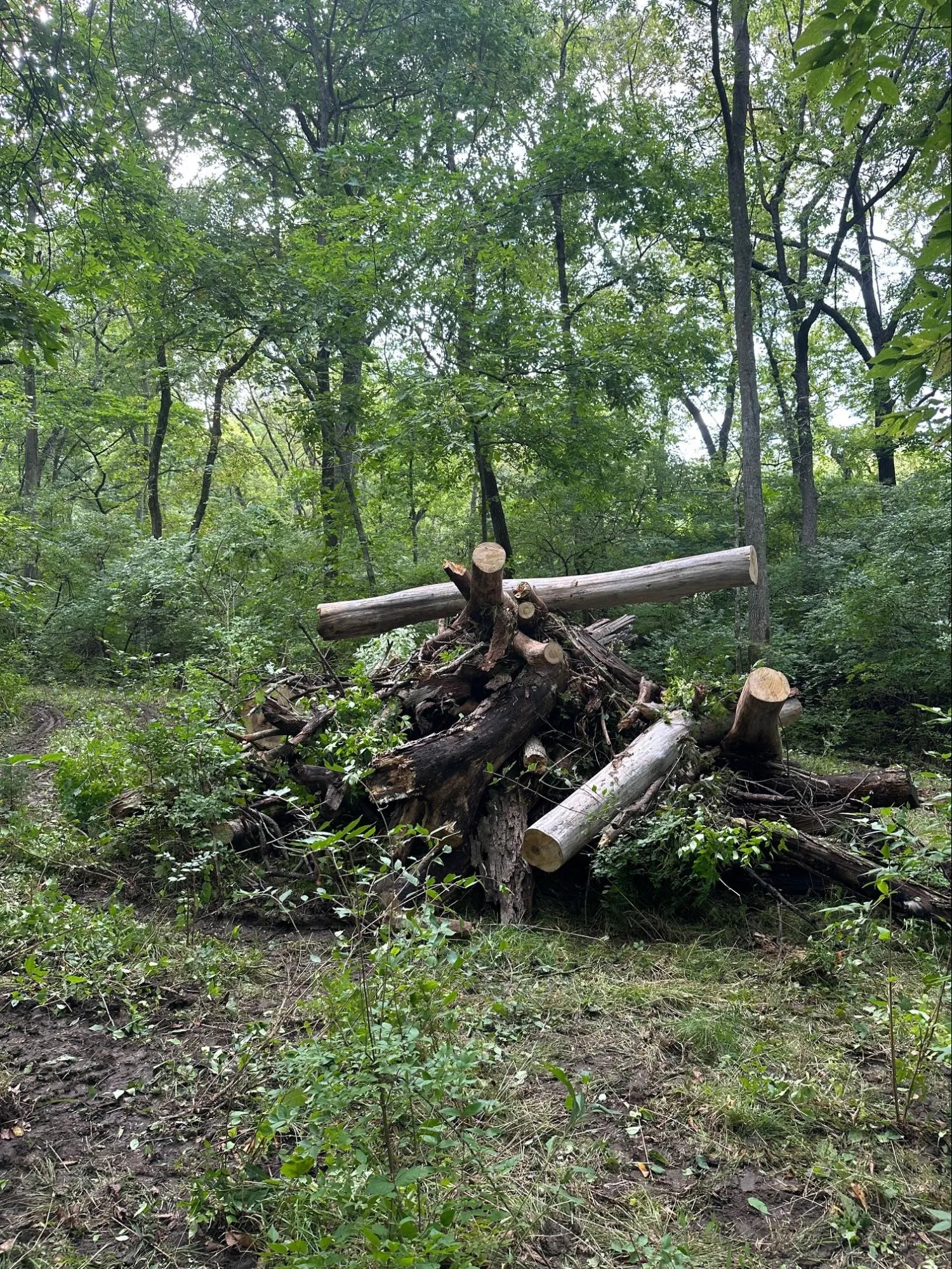 Land Clearing project photo 4 by Callico Development Group