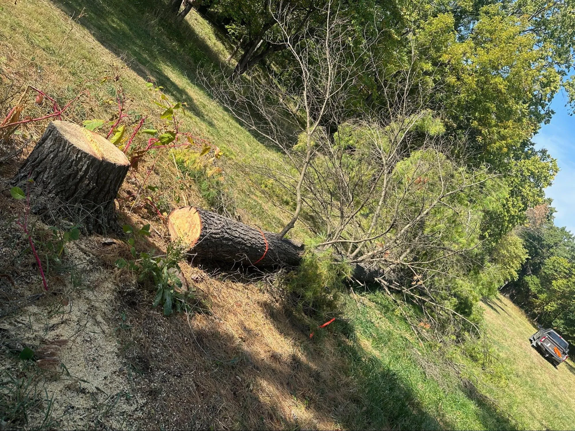 Land Clearing project photo 13 by Callico Development Group